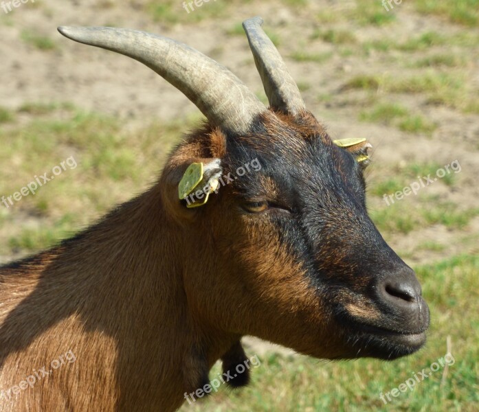 Goat's Head Goat Billy Goat Horns Horn