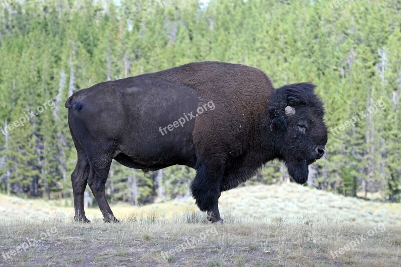 Bison Yellowstone America Nature Holiday