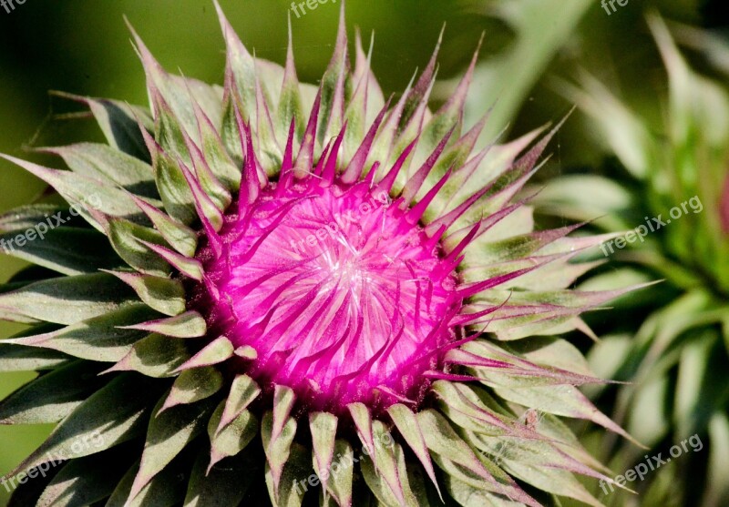 Spina Flower Skewer Thistle Beauty