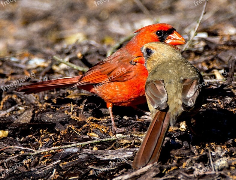 Bird Animal Wildlife Yard Spring