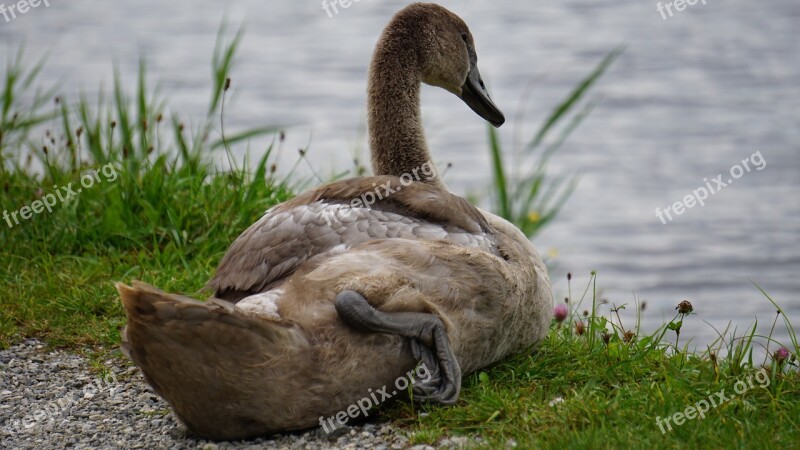 Swan Animal Children Water Cygnet Bird