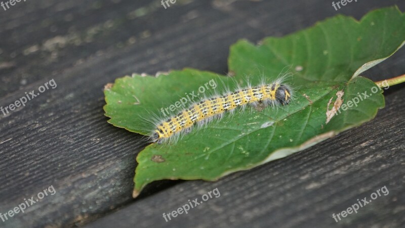 Caterpillar Butterfly Caterpillar Insect Stage Of Development Leaf