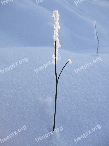 Frost Snow Crystals Snow Frozen Winter