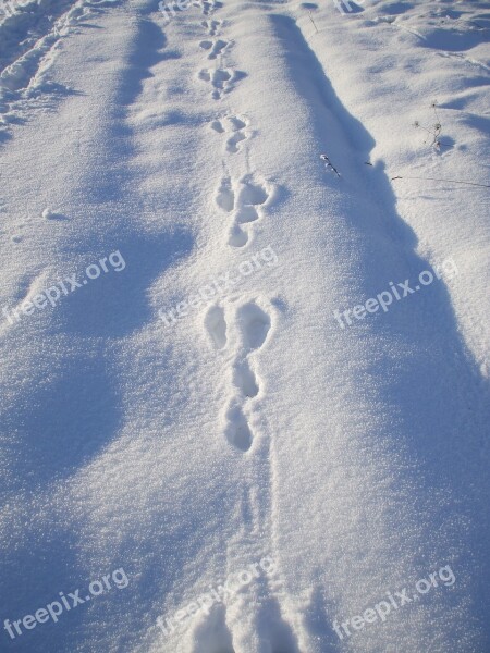 Rabbit Tracks In Snow Rabbit Tracks Trace Snow Free Photos