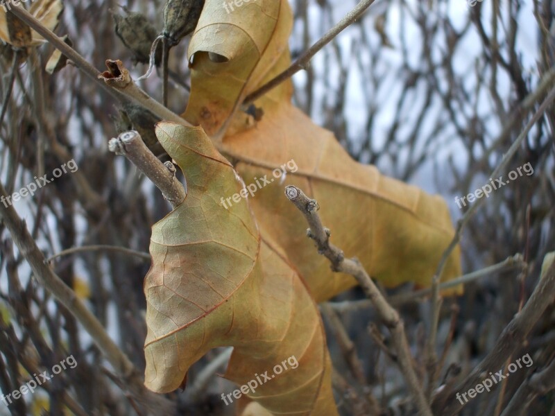 Brown Leaf Leaf November Free Photos