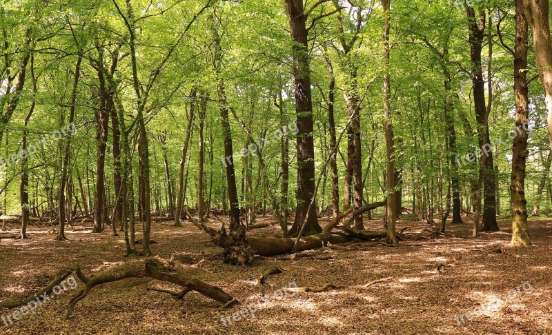 Forest Trees Beech Wood Nature Landscape