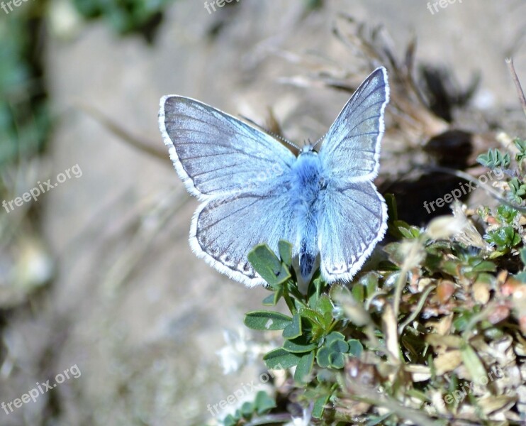 Butterfly Pyrenees Nature Free Photos