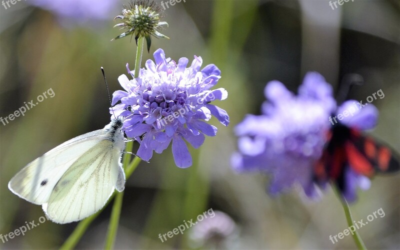 Butterfly Pyrenees Nature Free Photos