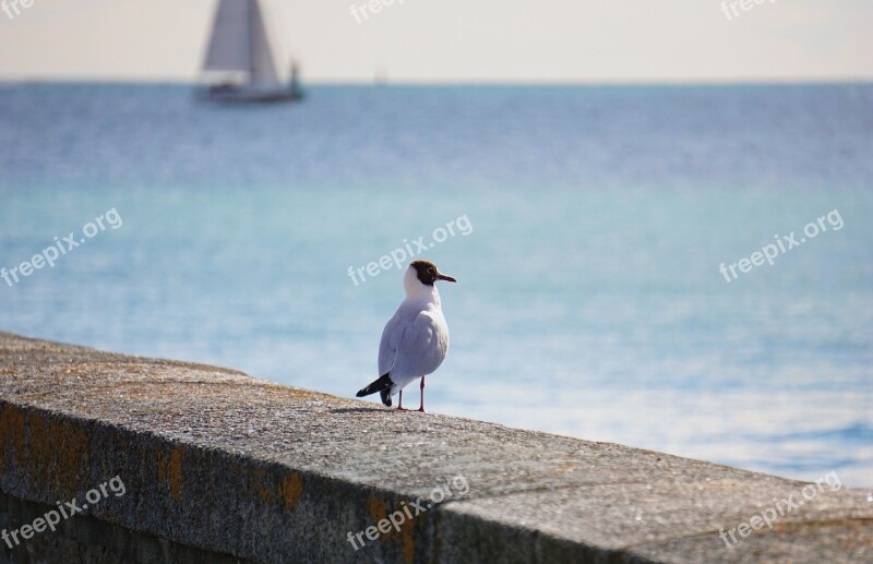 Bird Seagull Freedom Sea Bird Nature