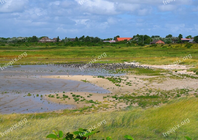 Sea Birds Watt Meadow Nature Reserve Gulls Borkum