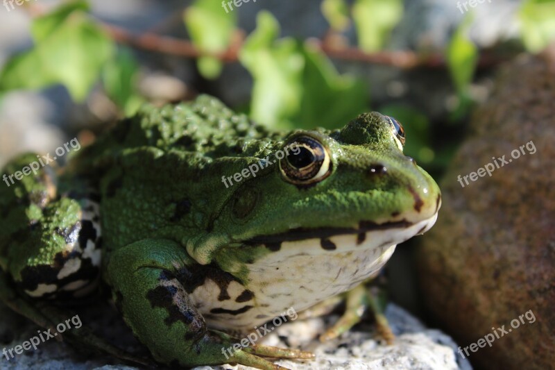 Frog Animal Amphibian Green Nature