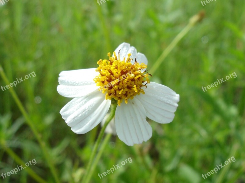 Flower White Flower Nature Spring Garden