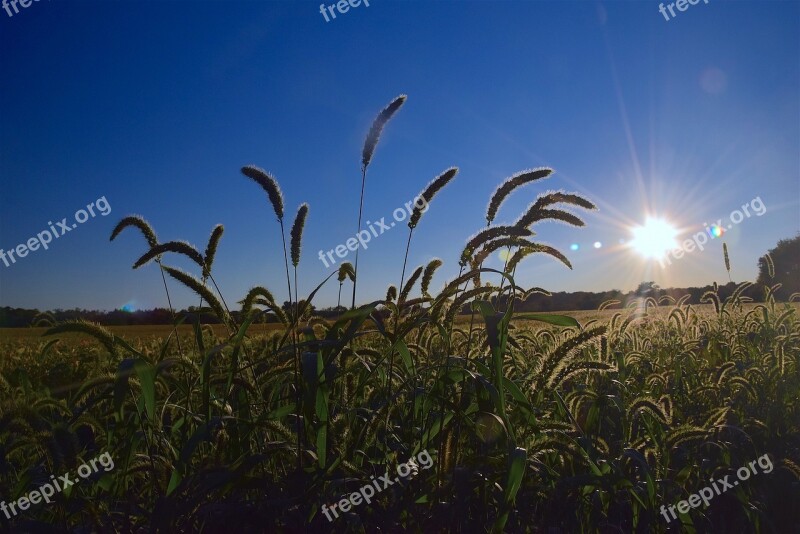 Field Rural Sunset Landscape Land