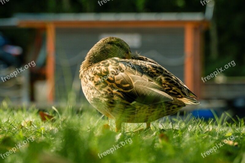 Duck Bird Water Bird Nature Animal