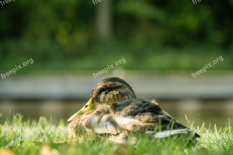 Duck Bird Water Bird Nature Animal