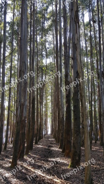 Hayas árbol Pántano Tree Nature