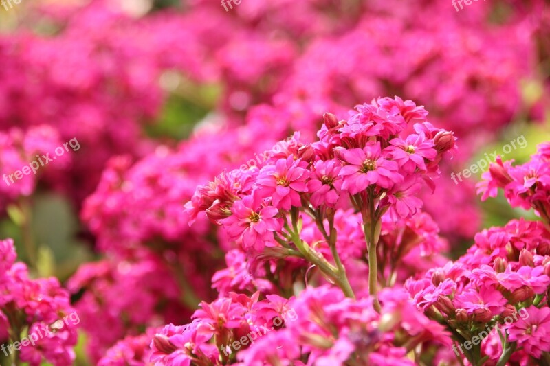 Flowers Flower Rosa Nature Garden