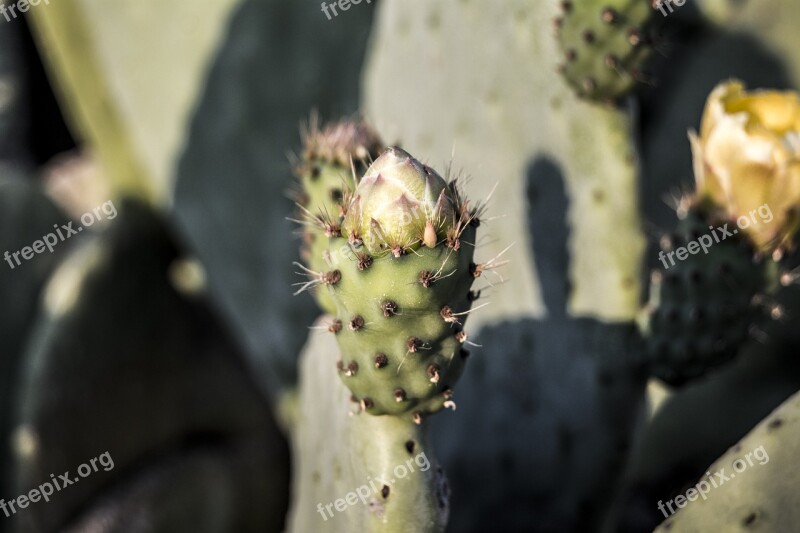 Cactus Nature Fruit Figs Tree