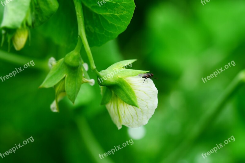 Green Flower Garden Morning Nature