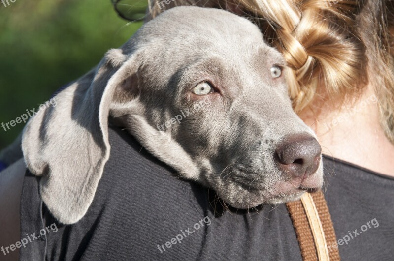 Animals Dog A Friend Of Man Pet Animal