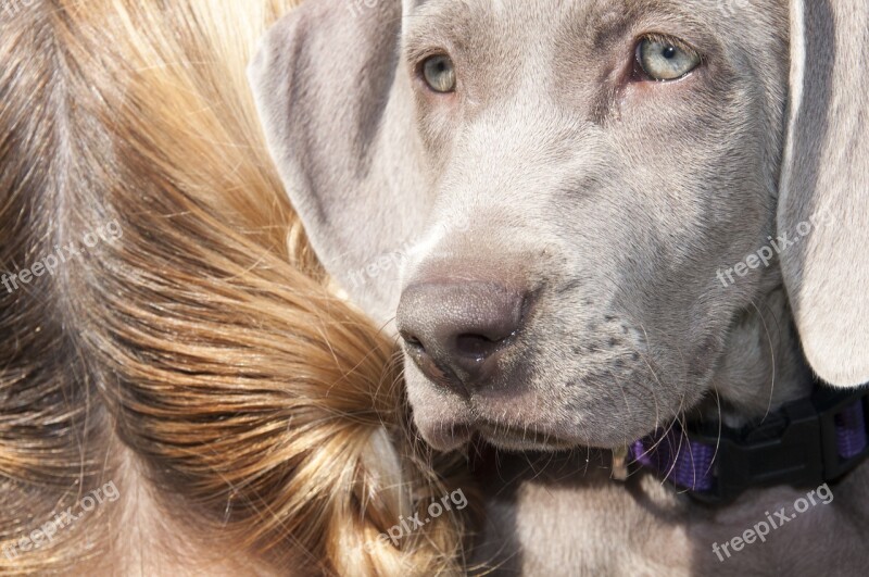 Animals Dog A Friend Of Man Pet Animal