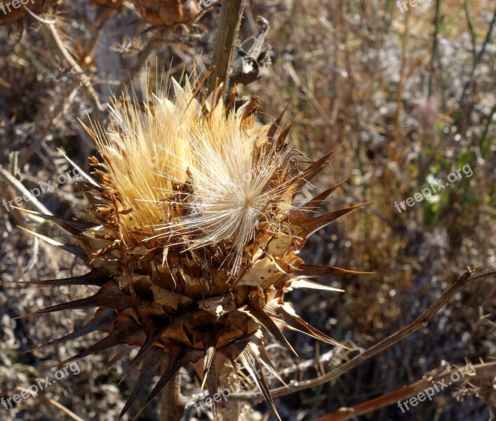 Thistle Seeds Faded Dry Prickly