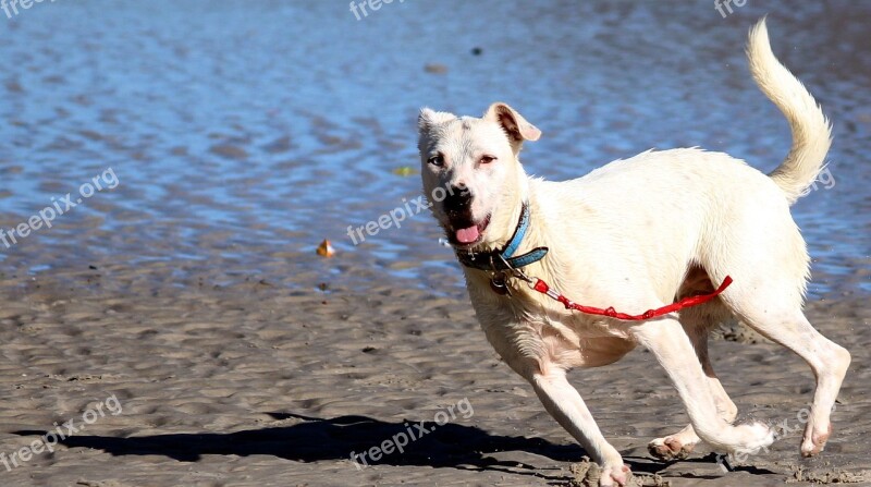 Dogs Water Romp Beach Fun