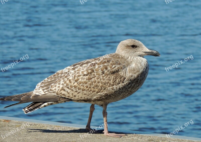 Bird Water Nature Gull Sea