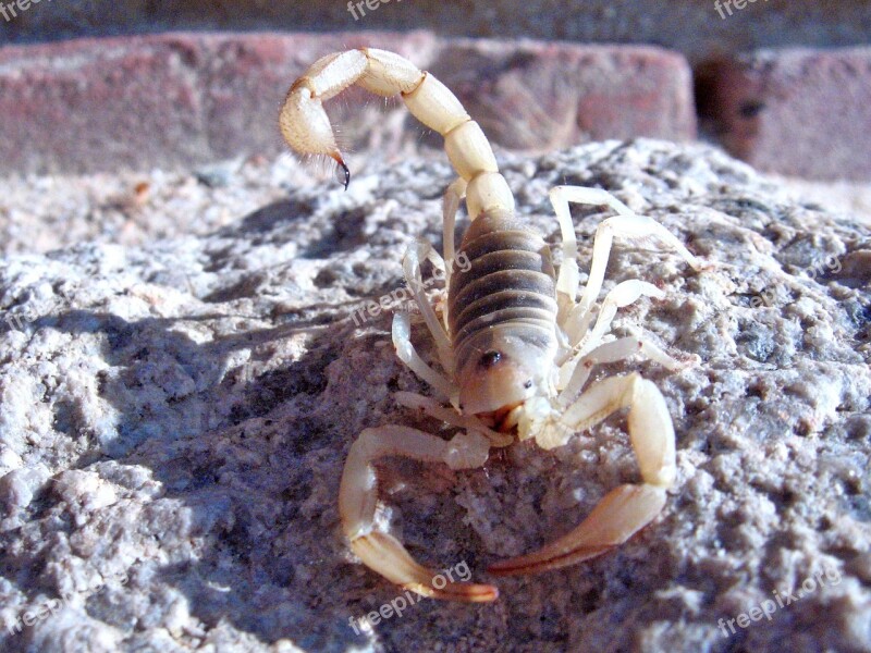 Giant Hairy Scorpion Wildlife Wild White Hadrurus Arizonensis