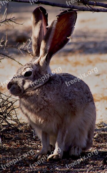 Black-tailed Jackrabbit Bunny Outdoors Wilderness Wildlife