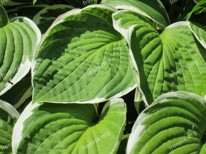 Hosta Green Garden Free Photos