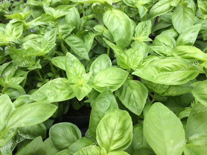 Basil Green Healthy Food Ingredient