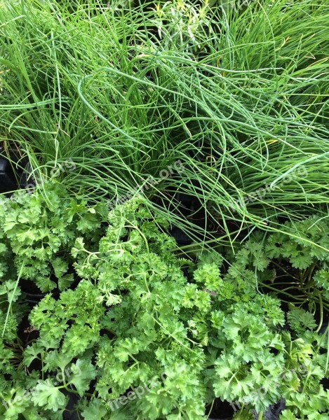 Parsley Chives Vegetable Fresh Green