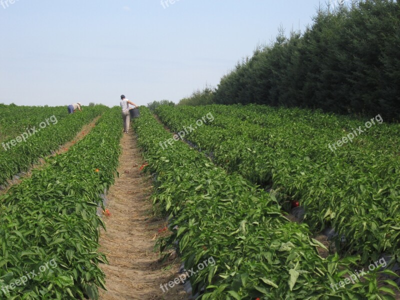 Work Field Agriculture Man Sky