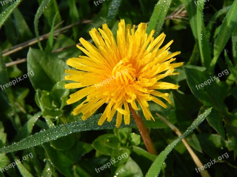 Dandelion Nature Dew Dewdrop Plant