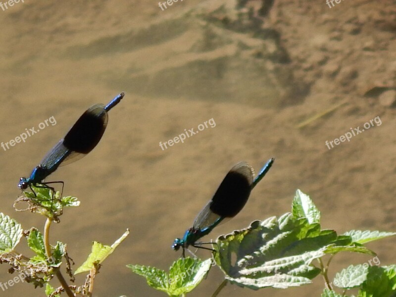 Dragonfly Water Insect Nature Close Up