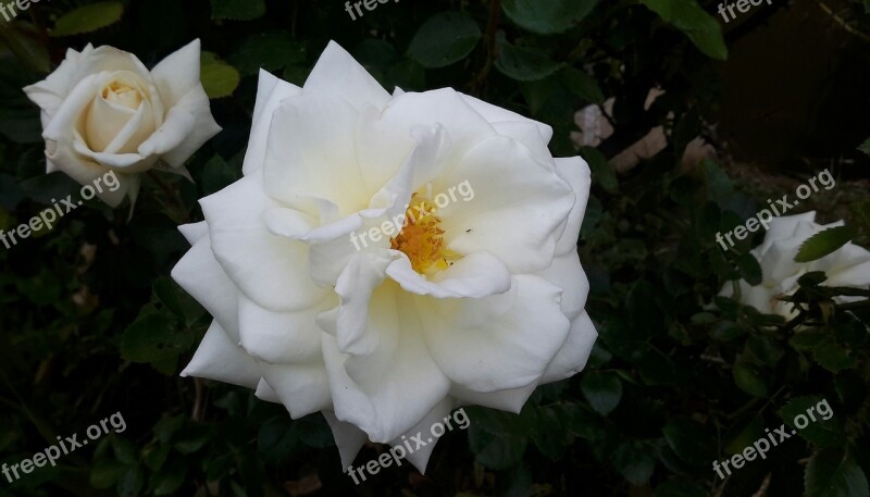 White Rose Garden Nature Blossom Bloom