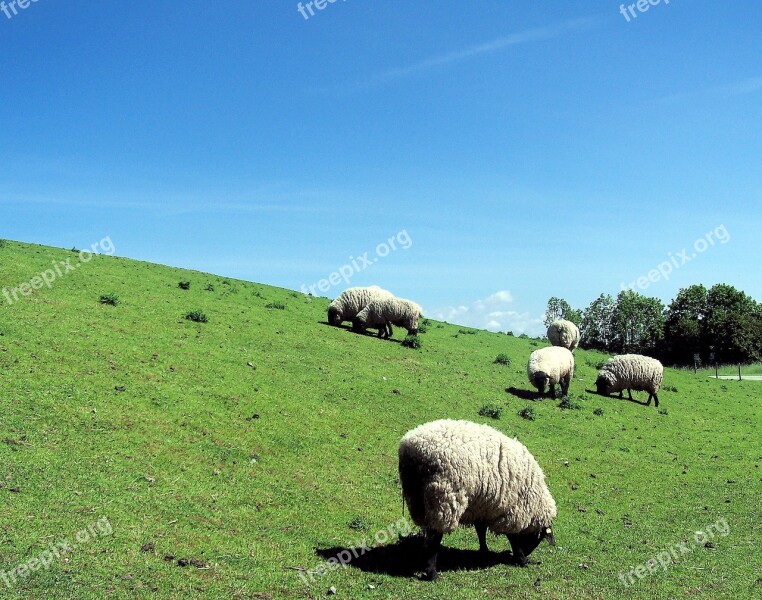 Sheep Germany Europe Dike Meadow