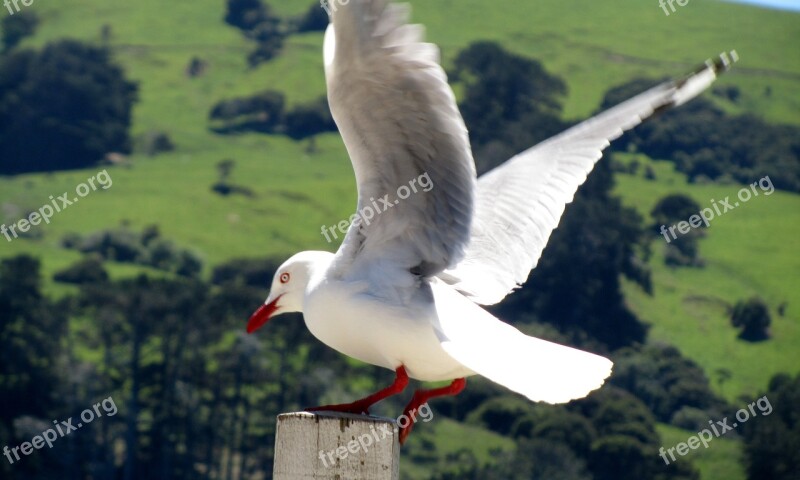 New Zealand Akaroa Seascape Sea Gulls Scenic