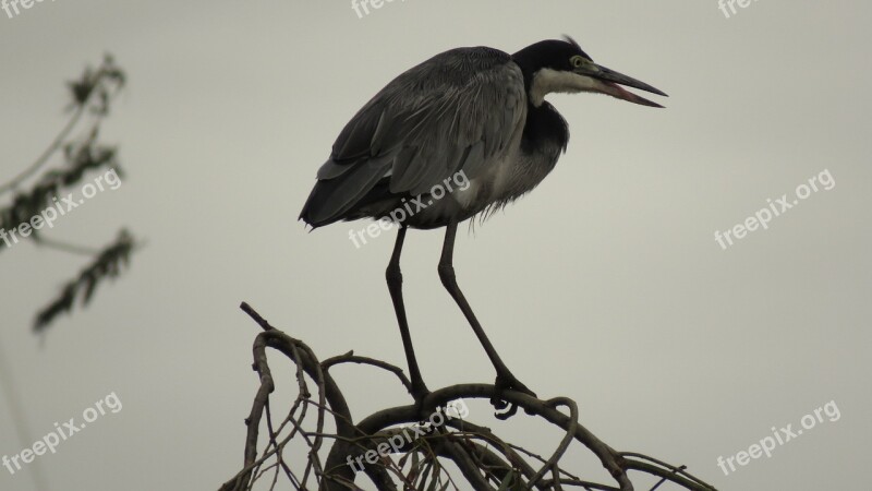 Blue Crane Bird Wildlife Nature Animal