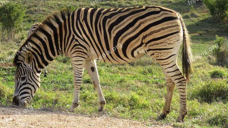 Zebra Addo Elephant Park South Africa Animal Park