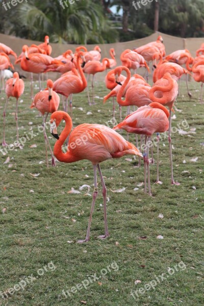 Flamingos Pink Flock Bird Leg