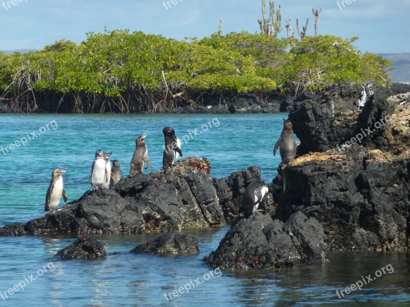 Galápagos Penguin Spheniscus Mendiculus Penguin Glasses Penguin Rarely