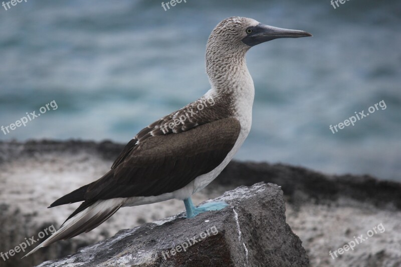 Blue-footed Booby Galápagos Sula Nebouxii Blue Feet Bird