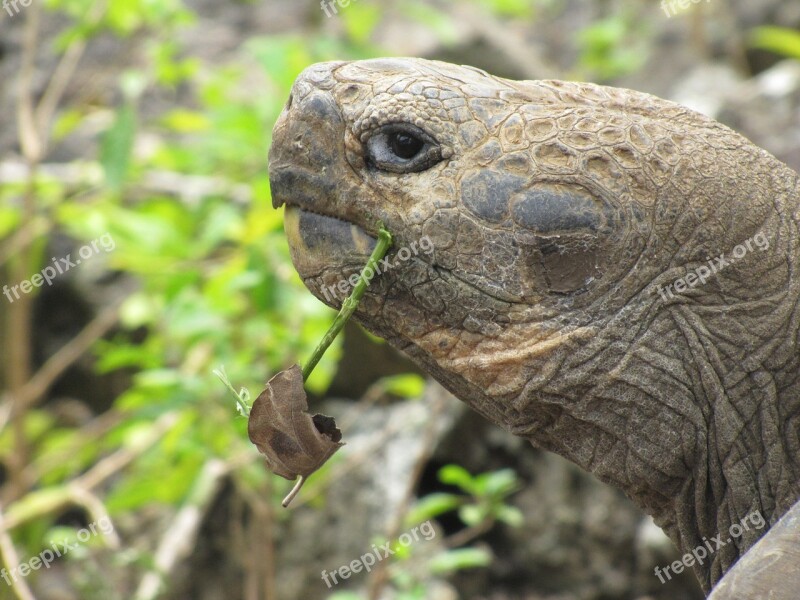 Galapagos Turtle Giant Turtle San Cristobal Tortoise Old