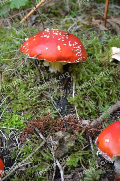 Fly Agaric Mushrooms Amanita Muscaria Poisonous Red