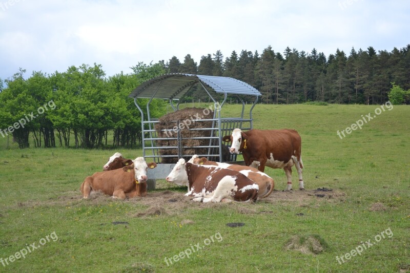 Farmer Cow Agriculture Farm Milk