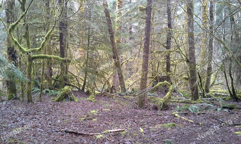 Moss Squamish British Columbia Trees Rainforest