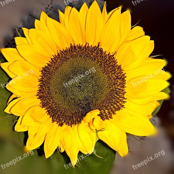 Sunflower Single Bloom Close Up Yellow Bright