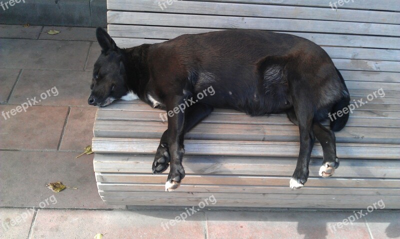 Dog Sleep Street Warm Vacation